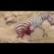 Top Amazing Animal Fights - Zebra Horse vs Crocodile