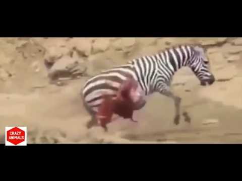 Top Amazing Animal Fights - Zebra Horse vs Crocodile