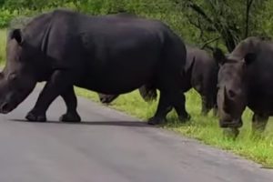 Top Big Animals live In Kruger National Park South Africa