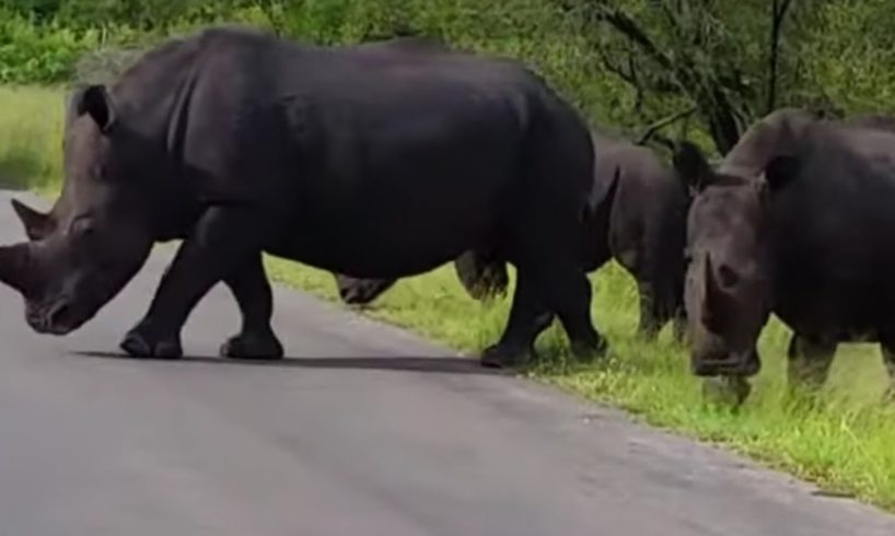 Top Big Animals live In Kruger National Park South Africa