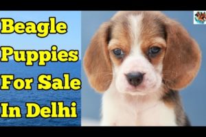 Top Quality Beagle Puppies For Sale In Delhi ? // Beagle Puppies // Cute Puppies For Sale?