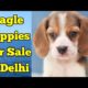 Top Quality Beagle Puppies For Sale In Delhi ? // Beagle Puppies // Cute Puppies For Sale?