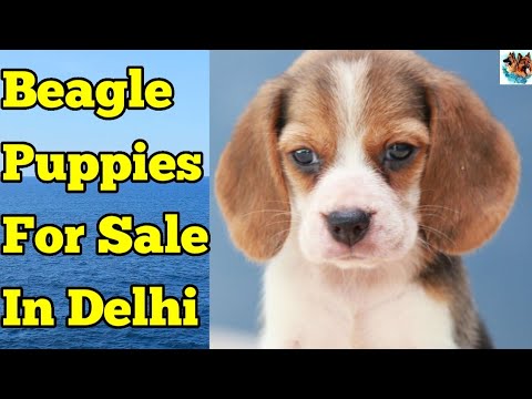 Top Quality Beagle Puppies For Sale In Delhi ? // Beagle Puppies // Cute Puppies For Sale?