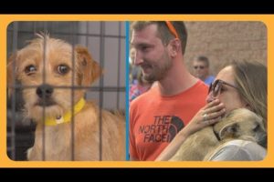 Tracy's Dogs Rescues Shelter Dogs From Euthanasia And Finds Them Forever Homes