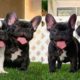 Try not to laugh | Cute and Funny French Bulldogs doing funny things # 20 (2019)| Cute Pets