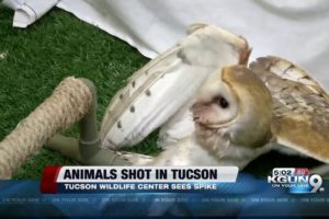 Tucson Wildlife Center prepares for an increase in rescued animals