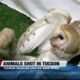 Tucson Wildlife Center prepares for an increase in rescued animals