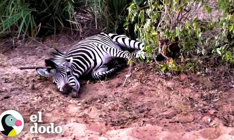 Turistas rescatan a una cebra de una trampa de caza | El Dodo