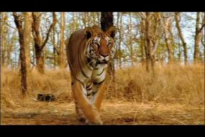 Ultimate Family of Big Cats Lion Tiger Cheetah Jaguar (HD) EPIC Fight to Save-Himanshu Singh Gurjar