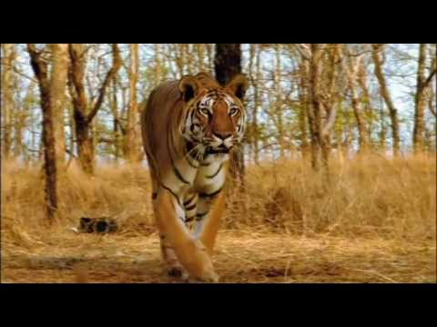 Ultimate Family of Big Cats Lion Tiger Cheetah Jaguar (HD) EPIC Fight to Save-Himanshu Singh Gurjar
