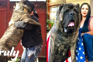 Ultimate Guard Dog Weighs 200lbs | TRULY