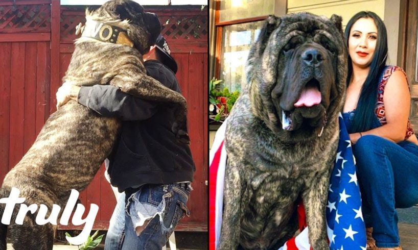 Ultimate Guard Dog Weighs 200lbs | TRULY