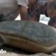 Un rescate casi imposible de una tortuga marina | El Dodo