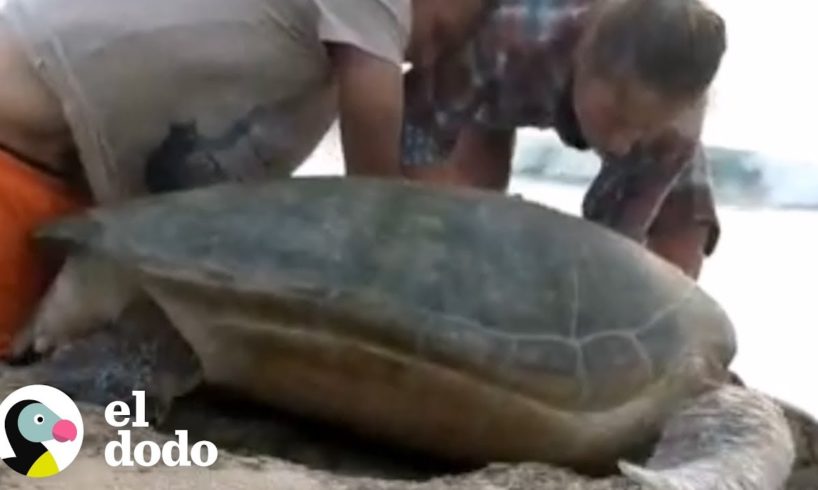 Un rescate casi imposible de una tortuga marina | El Dodo