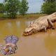 Unbelievable!!! God Forest Fight King Swamp, Tiger Become prey Of Crocodile Underwater