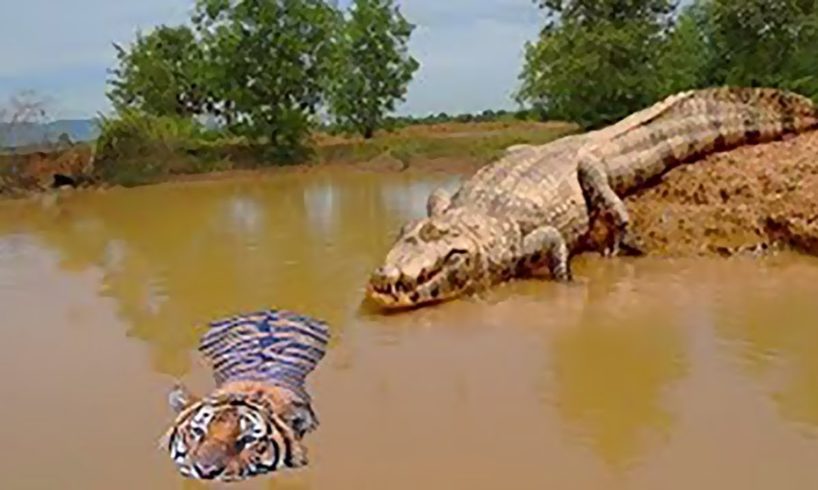 Unbelievable!!! God Forest Fight King Swamp, Tiger Become prey Of Crocodile Underwater