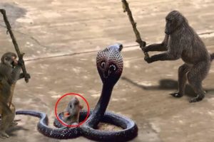 Unbelievable Monkey Save Mouse From Snake Hunting | Top Snake vs Prey