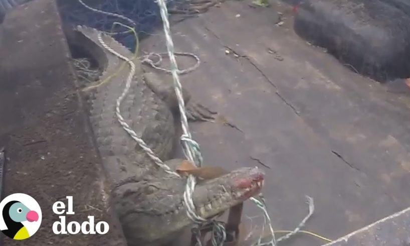Ve el final de un increíble rescate de un aterrador cocodrilo | El Dodo