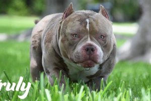 Venom, King of The Micro Bullies Fathers 250 Pups | TRULY