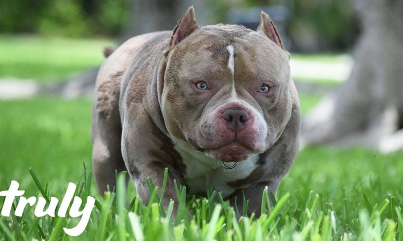 Venom, King of The Micro Bullies Fathers 250 Pups | TRULY