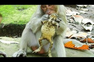 Very Funny Monkeys And Frogs, Sherri Monkey play with Frog,Wild Animals