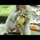 Very Funny Monkeys And Frogs, Sherri Monkey play with Frog,Wild Animals