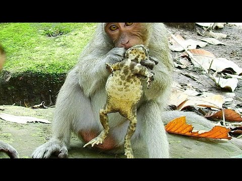 Very Funny Monkeys And Frogs, Sherri Monkey play with Frog,Wild Animals