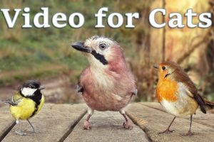 Videos for Cats to Watch - 8 Hour Bird Bonanza