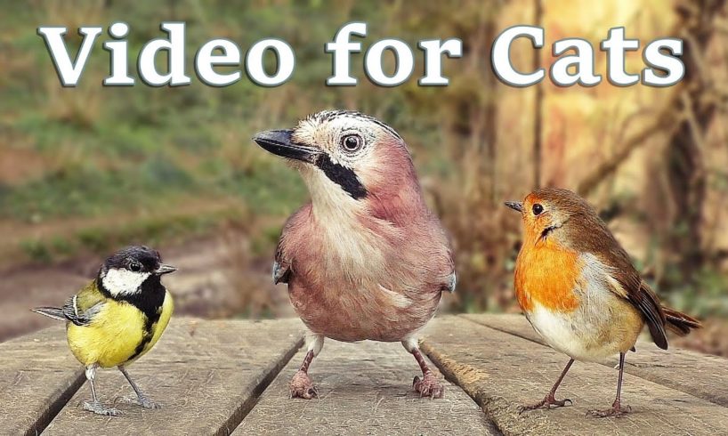 Videos for Cats to Watch - 8 Hour Bird Bonanza