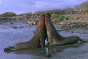 Violent Elephant Seal Fight | Battle of the Sexes in the Animal World | BBC Earth | BBC