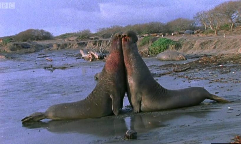 Violent Elephant Seal Fight | Battle of the Sexes in the Animal World | BBC Earth | BBC