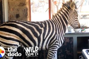 Watch This Rescued Zebra Break into His Mom’s House | The Dodo Wild Hearts