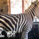 Watch This Rescued Zebra Break into His Mom’s House | The Dodo Wild Hearts