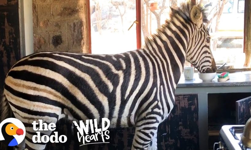 Watch This Rescued Zebra Break into His Mom’s House | The Dodo Wild Hearts