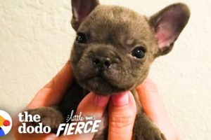 Watch This Sassy Cleft Palate Puppy Argue With His Mom | The Dodo Little But Fierce