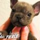 Watch This Sassy Cleft Palate Puppy Argue With His Mom | The Dodo Little But Fierce