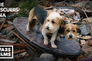 We Cried Tears of Joy Watching Reunion Between Boy & Dog After Tornado - Hope For Dogs