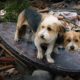 We Cried Tears of Joy Watching Reunion Between Boy & Dog After Tornado - Hope For Dogs