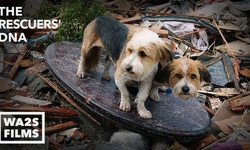 We Cried Tears of Joy Watching Reunion Between Boy & Dog After Tornado - Hope For Dogs