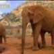 Wild African elephant with attitute - BBC wildlife