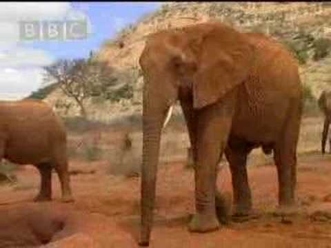 Wild African elephant with attitute - BBC wildlife