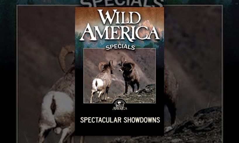 Wild America Specials: Spectacular Showdowns