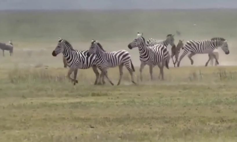 Wild Animal Fights 2019 ! Mother Lion - Baby Lion - Hyena !! Zebra - King Lion Hyena !!