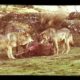 Wild Animal Fights Documentary - Fighting For Life System - Full length Document