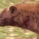Wild Animals Fighting -  Wild Dogs Kill A Impala  - Hyenas Then Steal It   Hyena Attack Wild Dogs