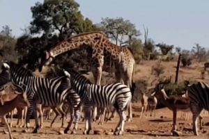 Wild Animals live in Kruger National Park South Africa