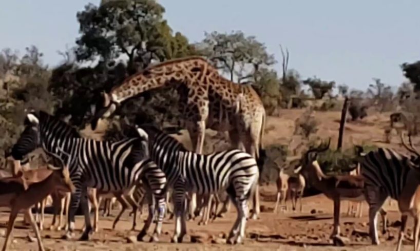 Wild Animals live in Kruger National Park South Africa