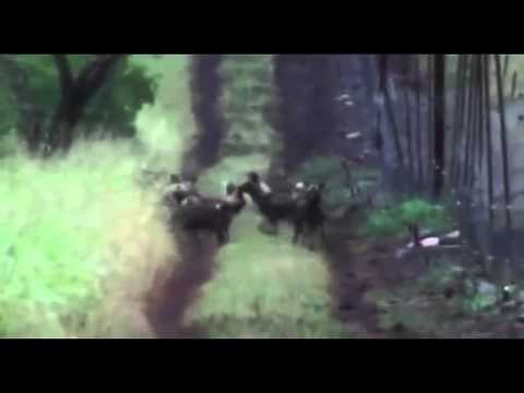 Wild Dog Attack Hyena ( Wild Animal Fights, Wild Animal Attacks, Funny Wild Animals )