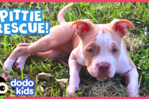 Wobbliest Little Pit Bull Puppy Is So Determined To Walk! | Animal Videos For Kids | Dodo Kids