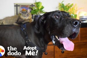 Wobbly 120-Pound Great Dane is Such a Love Bug  | The Dodo Adopt Me!